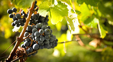 Discover a selected list of St. Emilion wines
