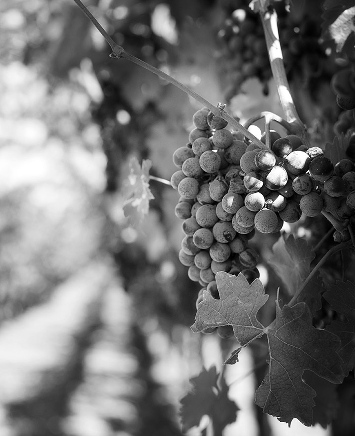 Doppio Passo Primitivo di Manduria Riserva